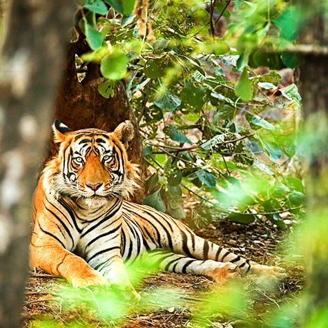 Bandhavgarh