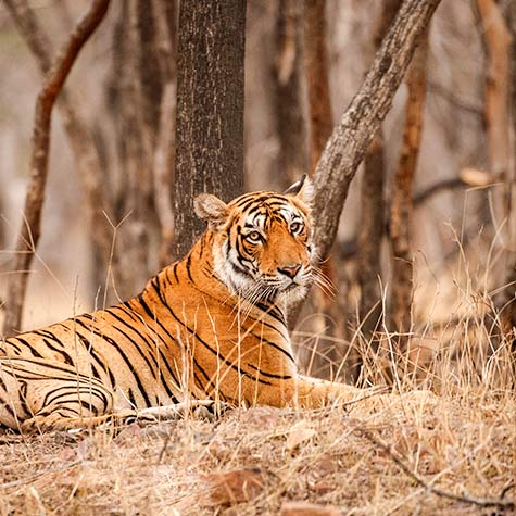 Ranthambore